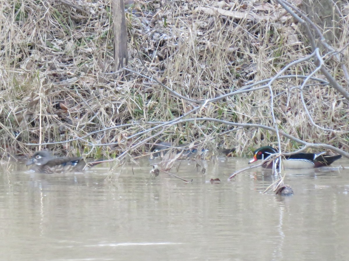 Wood Duck - ML628441512