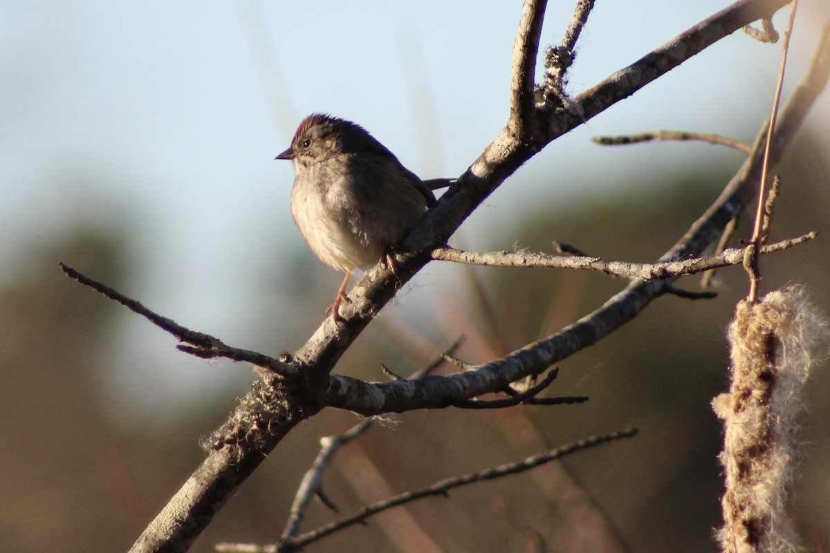 Swamp Sparrow - ML628441557