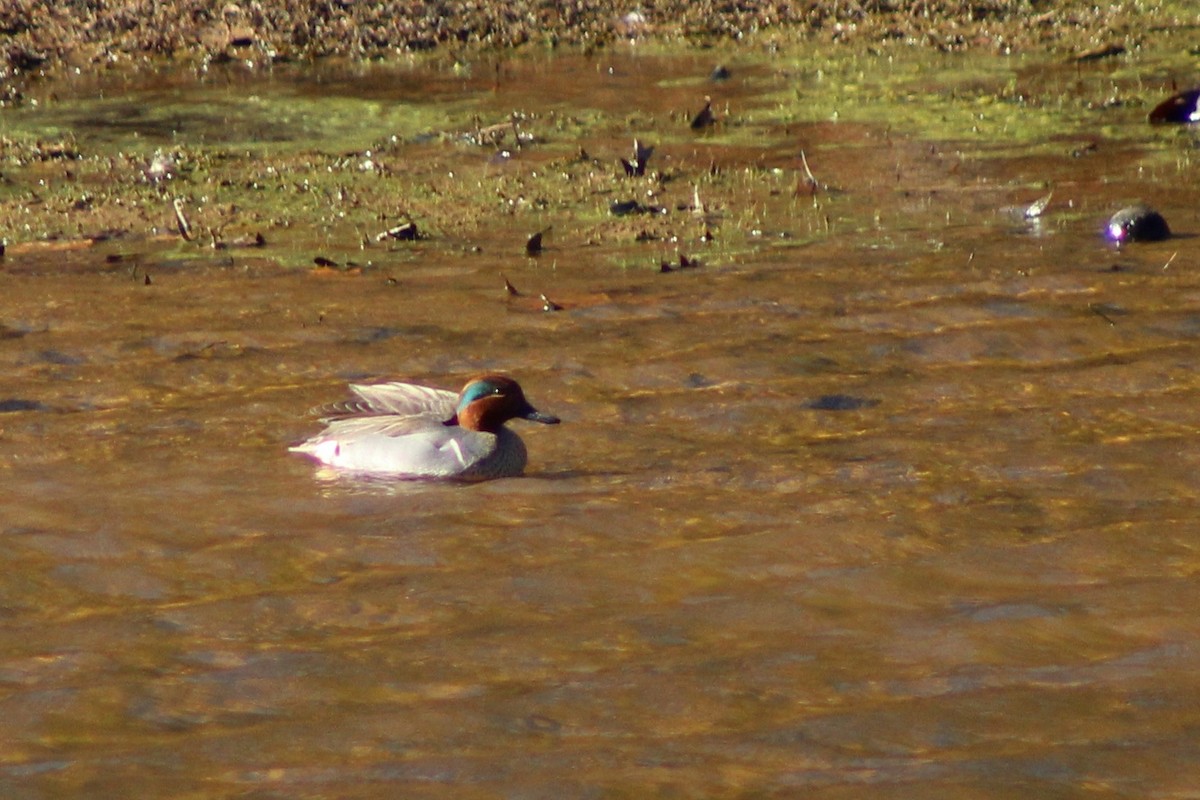 Green-winged Teal - ML628441593