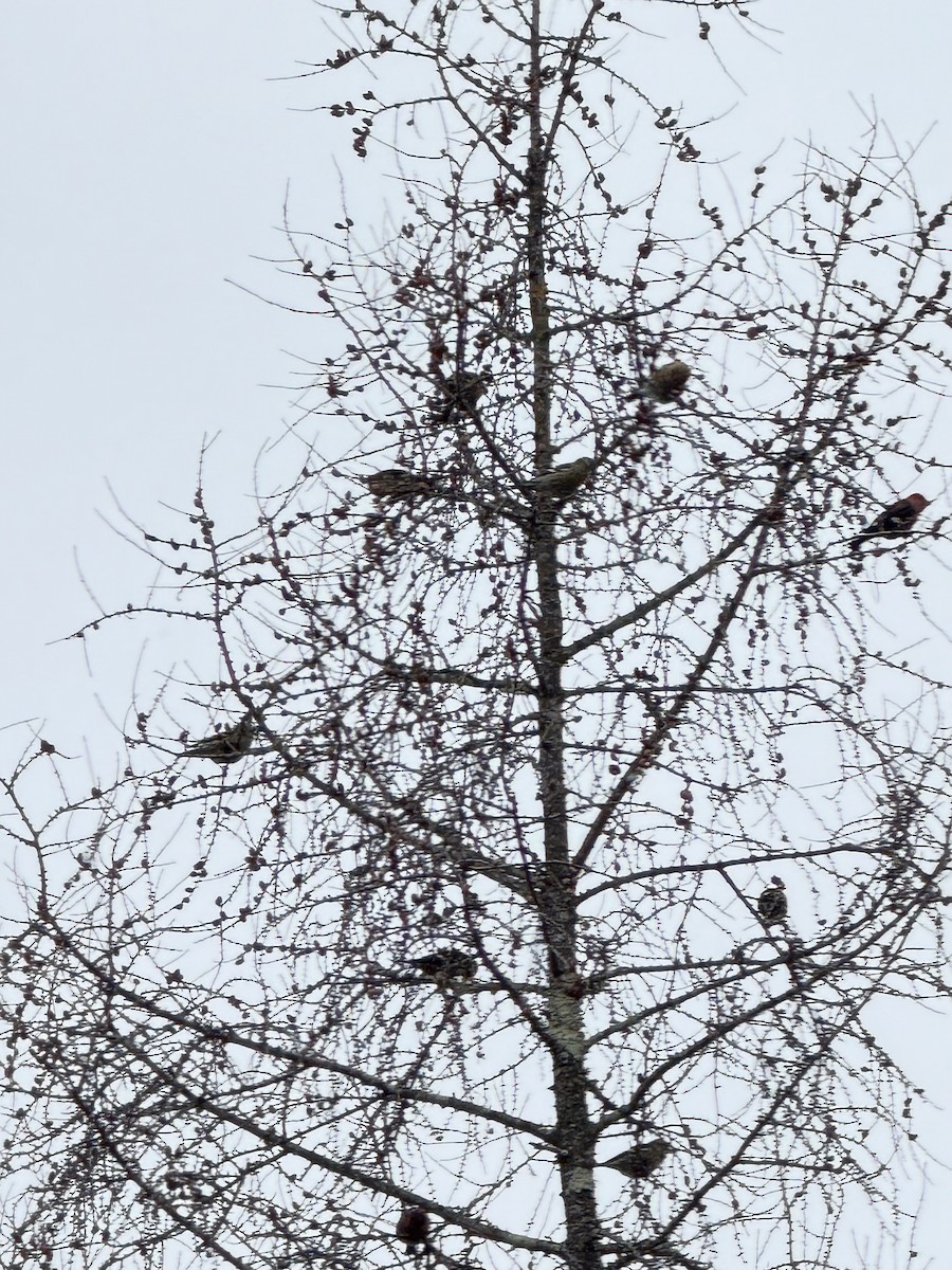 White-winged Crossbill - ML628441636