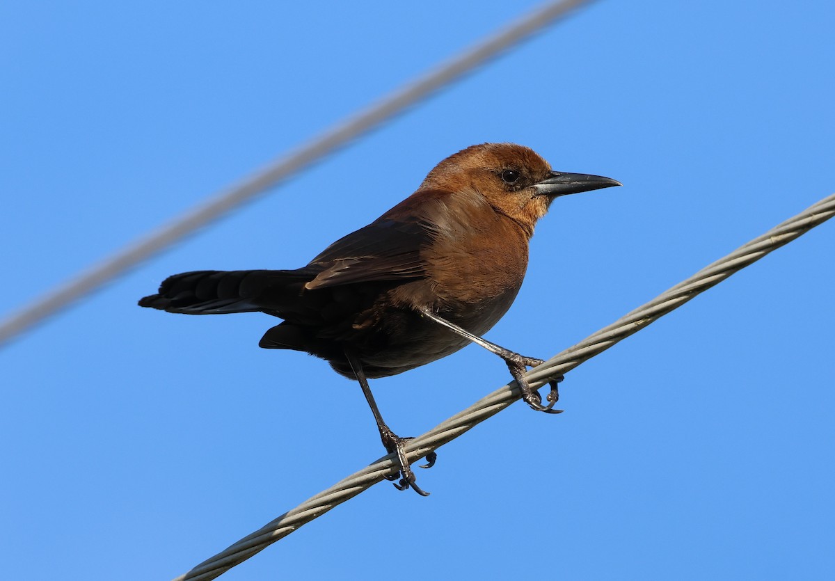 Boat-tailed Grackle - ML628441729