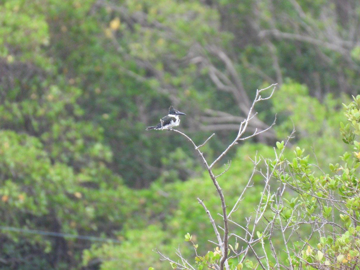 Amazon Kingfisher - ML628441765