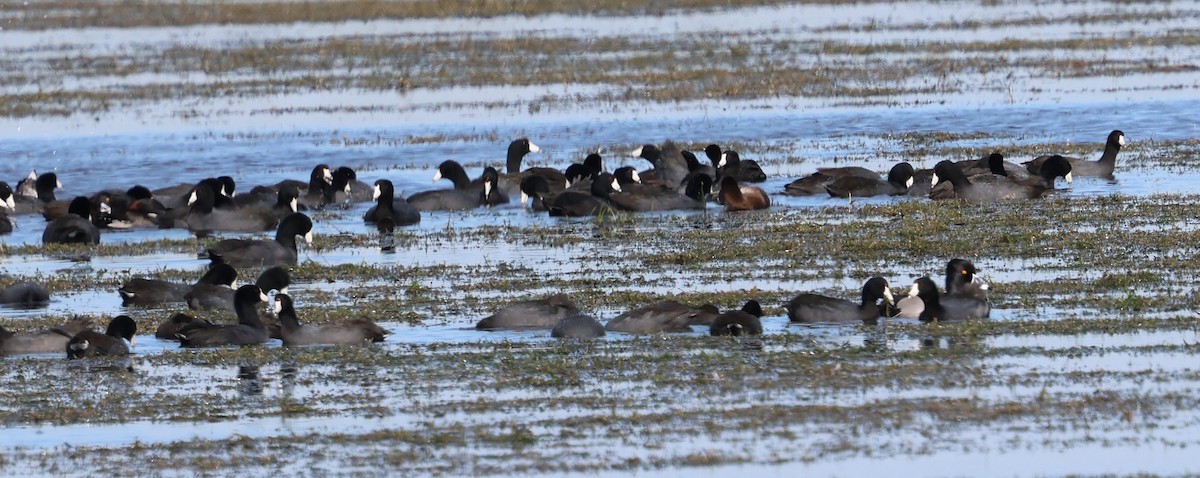 American Coot - ML628441912