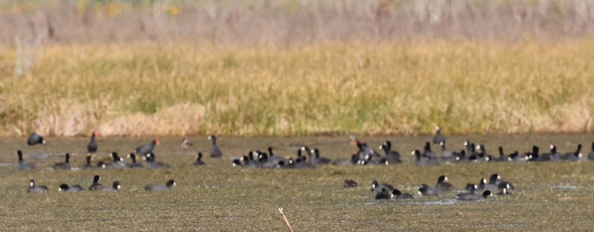 American Coot - ML628441913