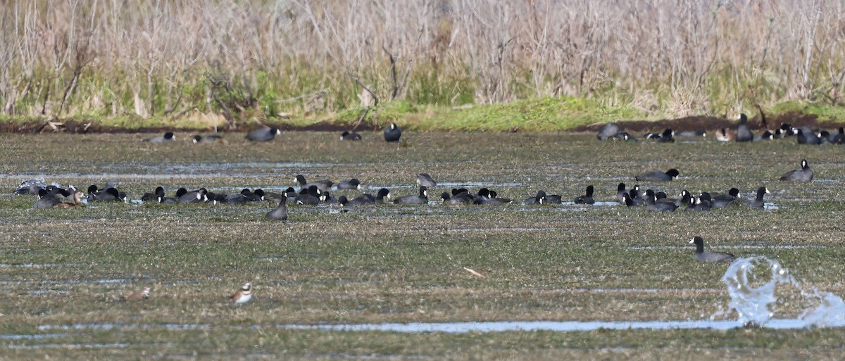 American Coot - ML628441914