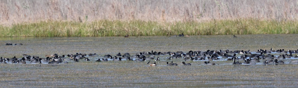 American Coot - ML628441915