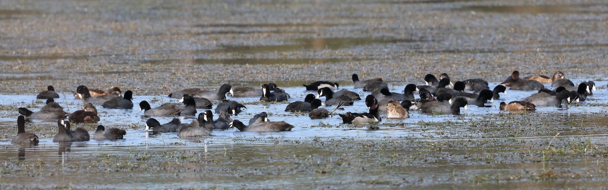 American Coot - ML628441916