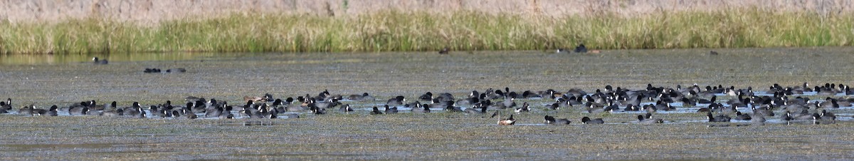 American Coot - ML628441918