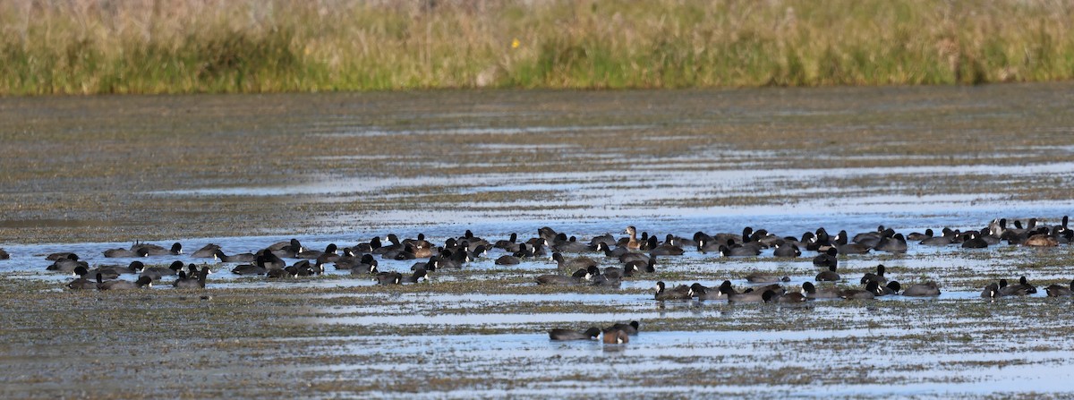 American Coot - ML628441920