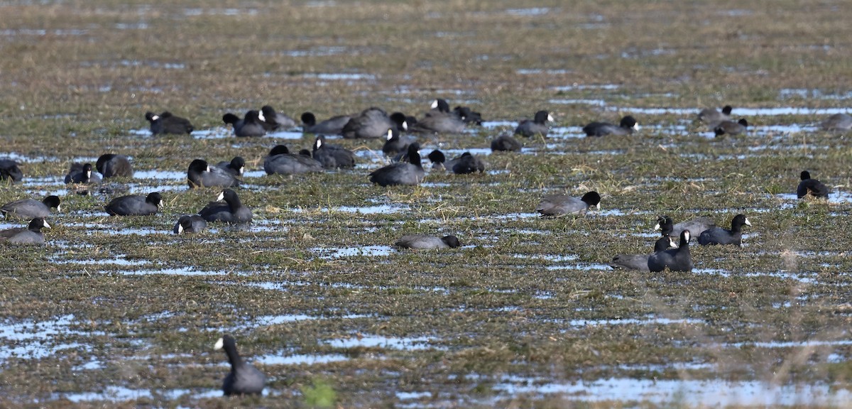 American Coot - ML628441925