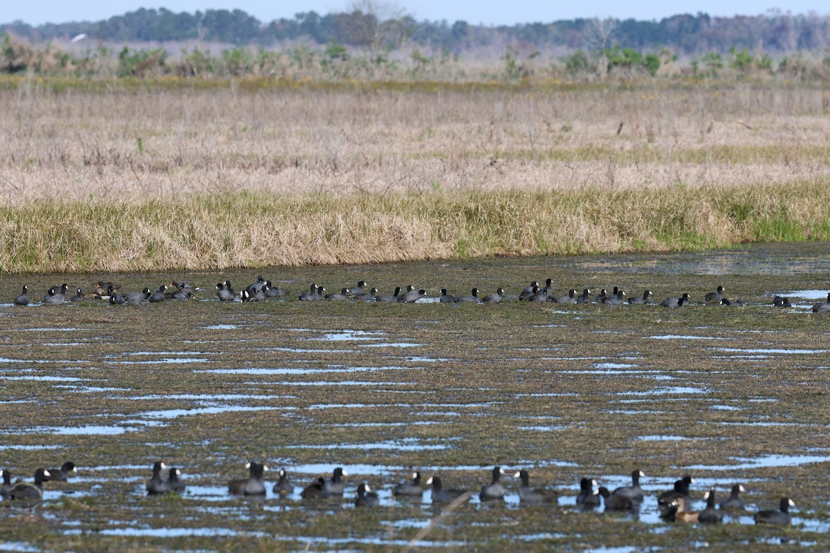 American Coot - ML628441926