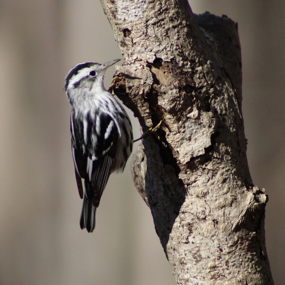 Black-and-white Warbler - ML628441930