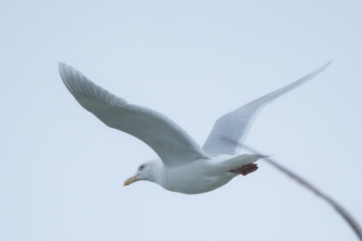 Glaucous Gull - ML628441940