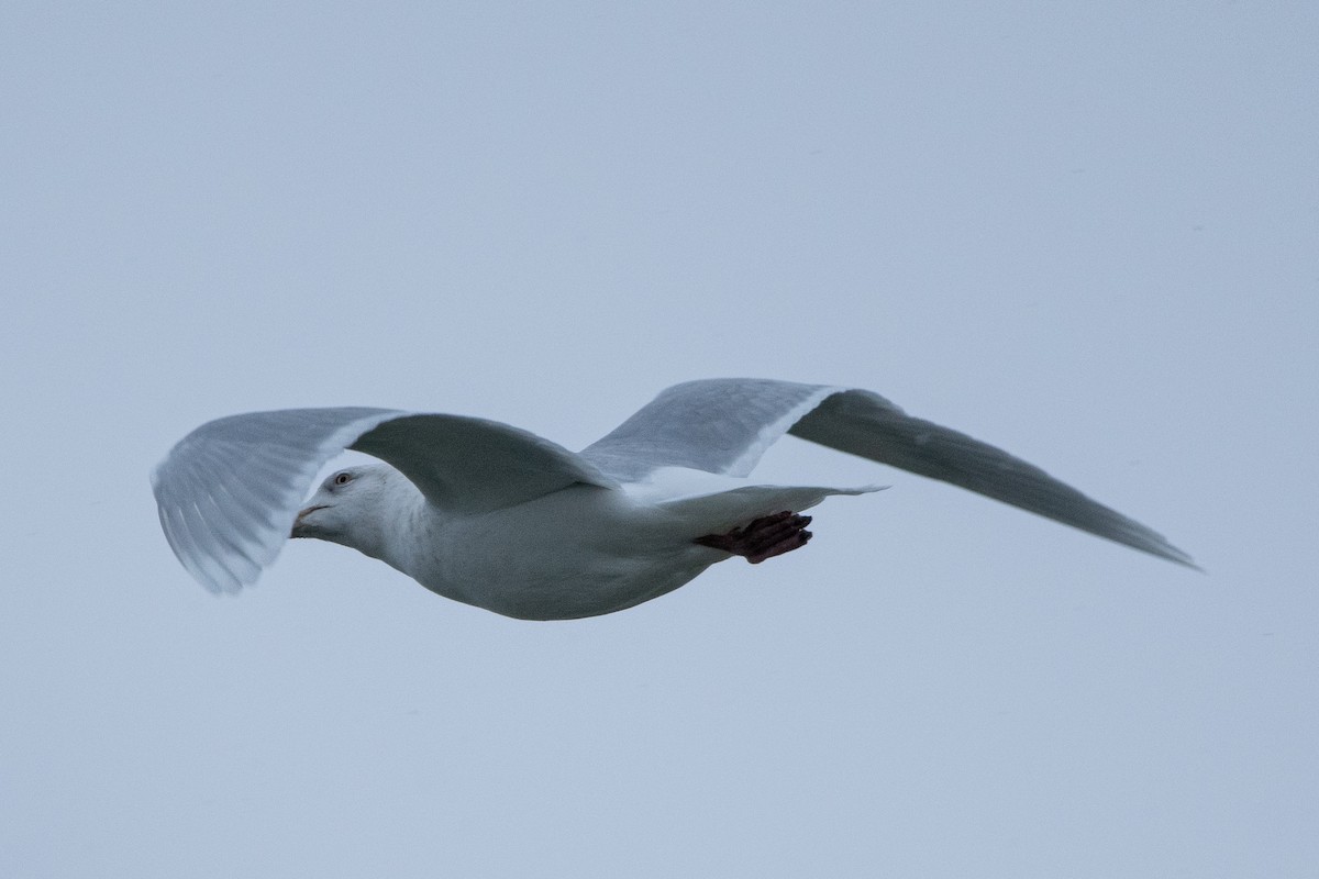 Glaucous Gull - ML628441941