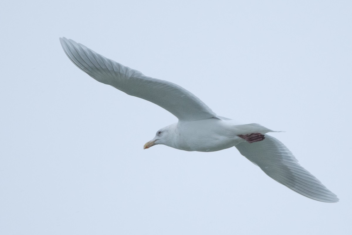 Glaucous Gull - ML628441942