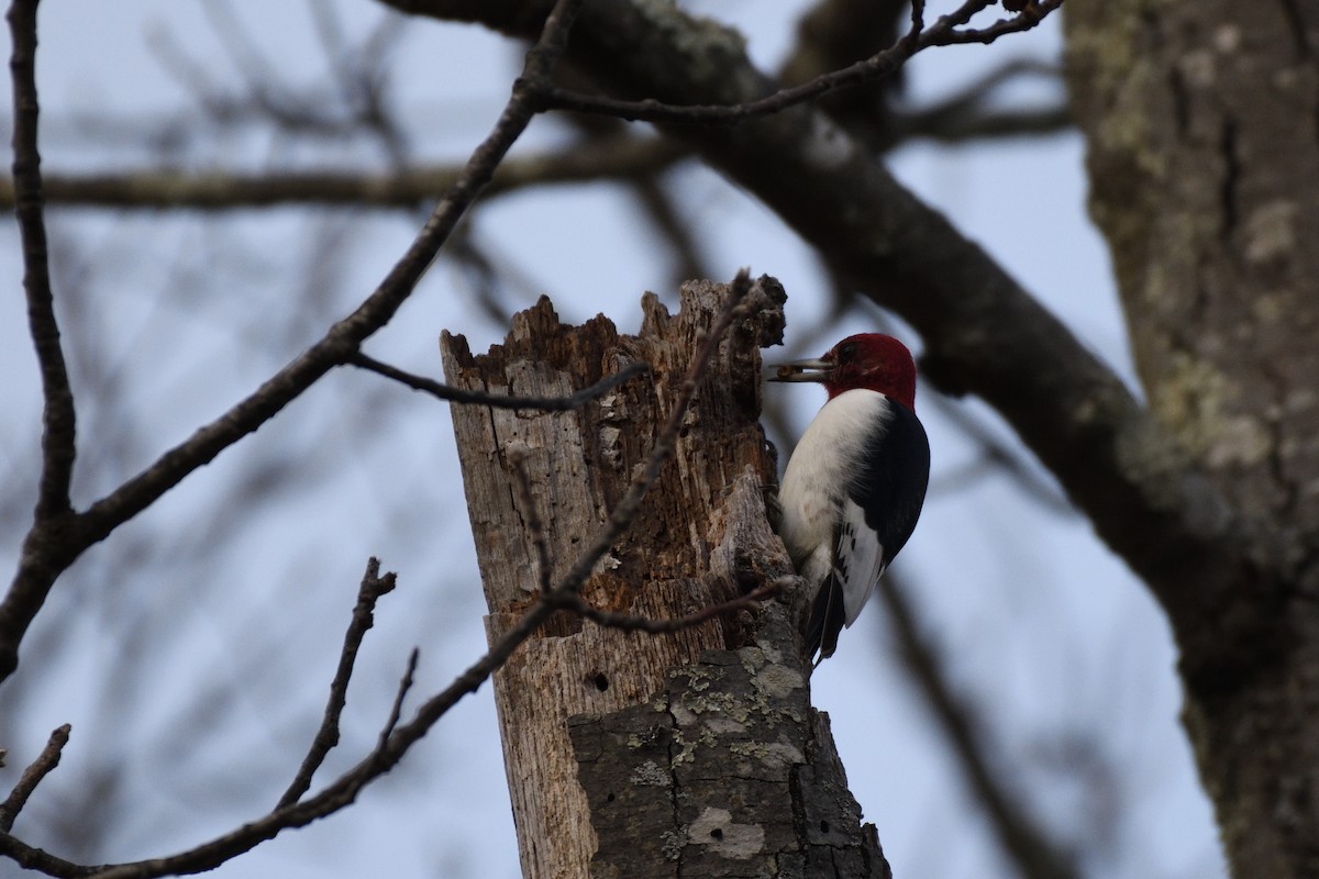 Pic à tête rouge - ML628442125