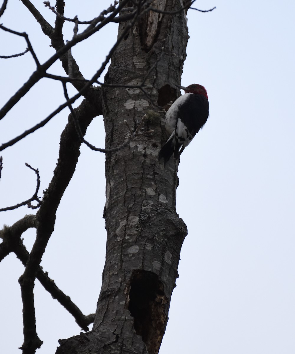 Pic à tête rouge - ML628442126