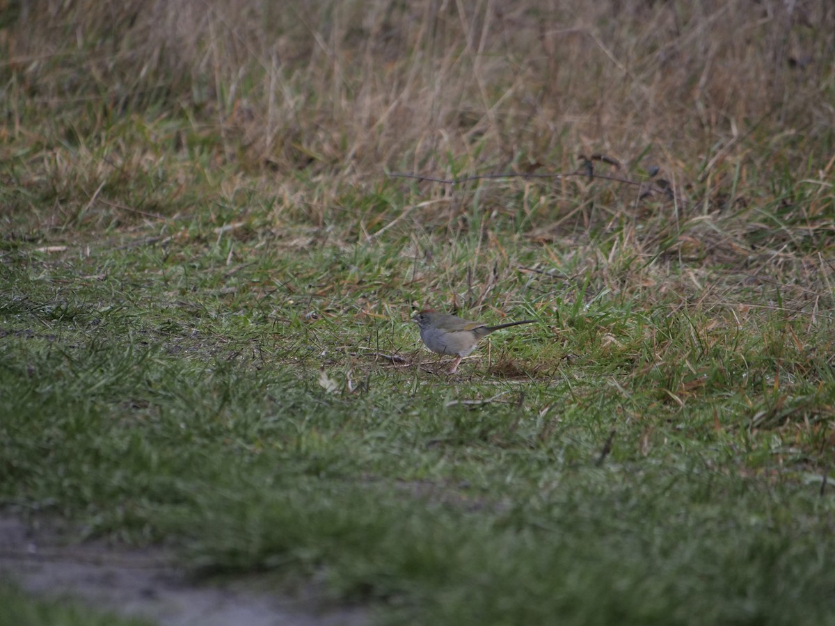 Green-tailed Towhee - ML628442153