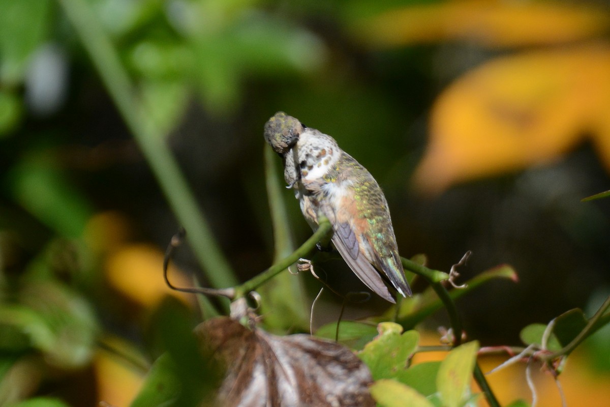Selasphorus sp. - ML628442257