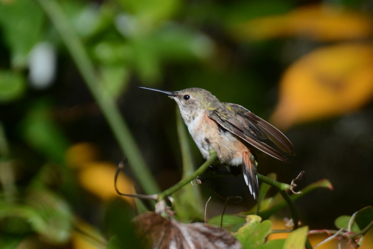 Selasphorus sp. - ML628442258