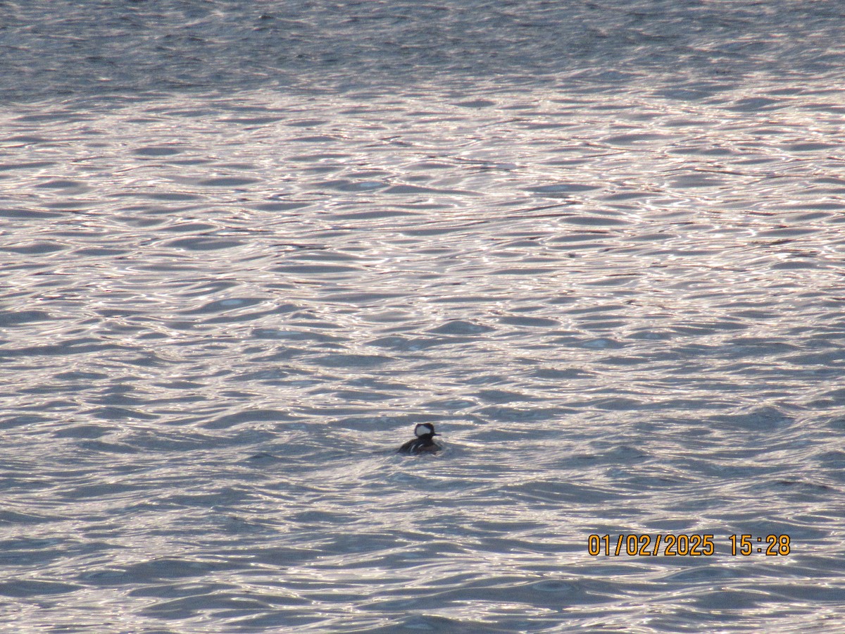 Hooded Merganser - ML628442287