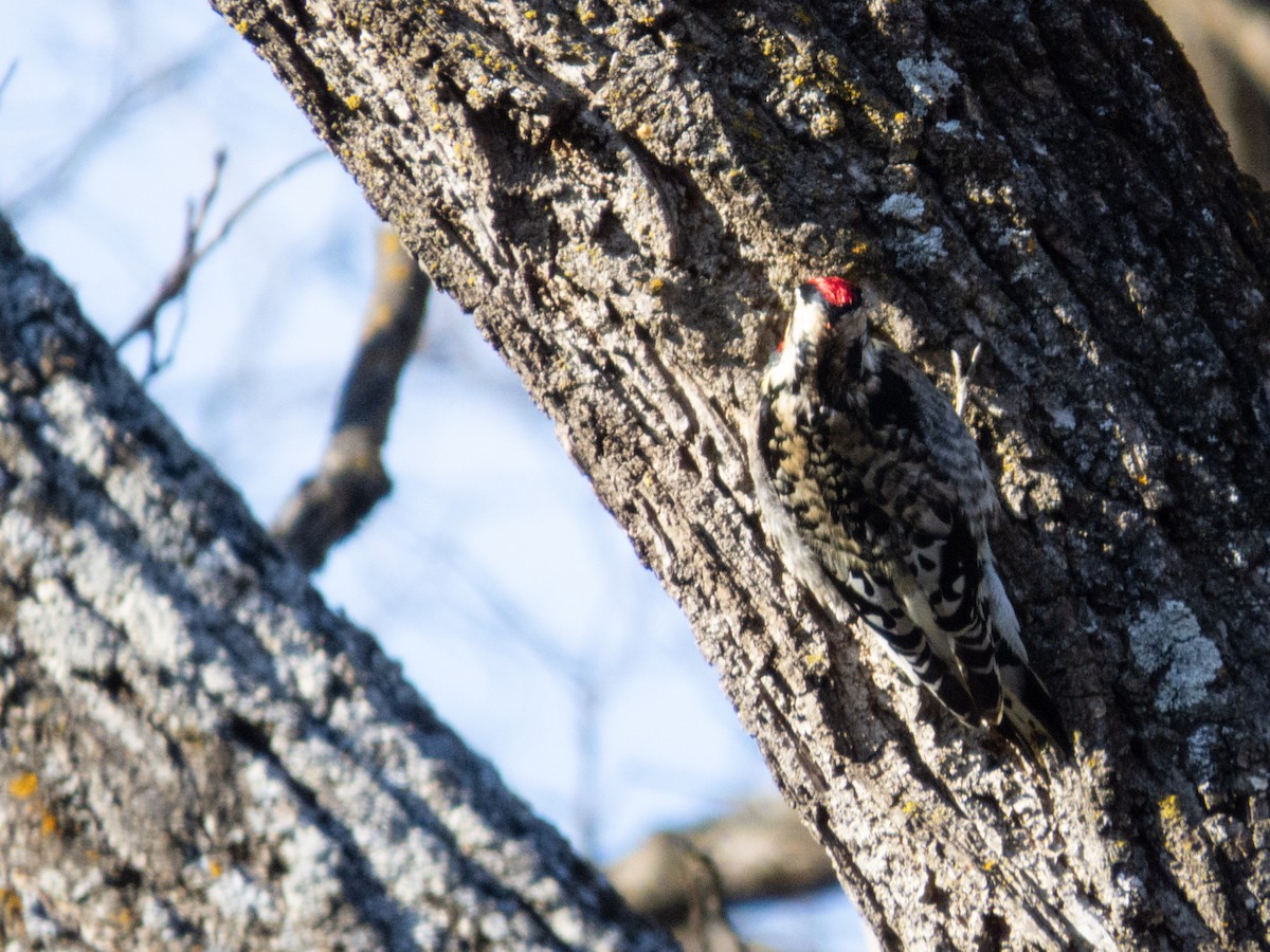 Yellow-bellied Sapsucker - ML628442373