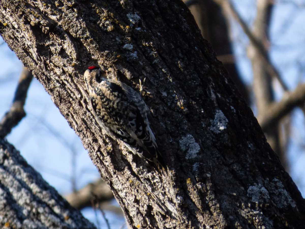 Yellow-bellied Sapsucker - ML628442374