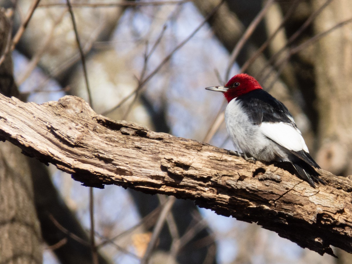 Red-headed Woodpecker - ML628442383