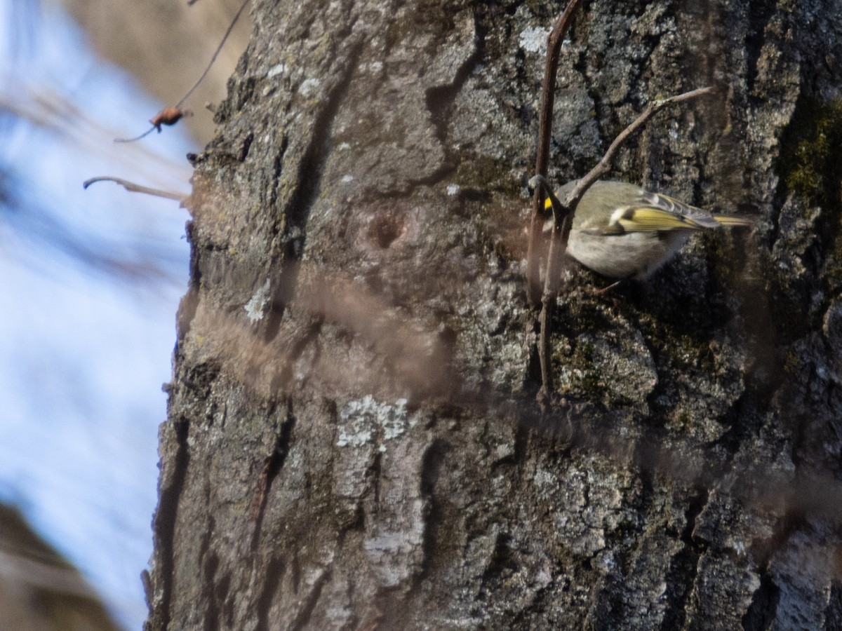 Golden-crowned Kinglet - ML628442399