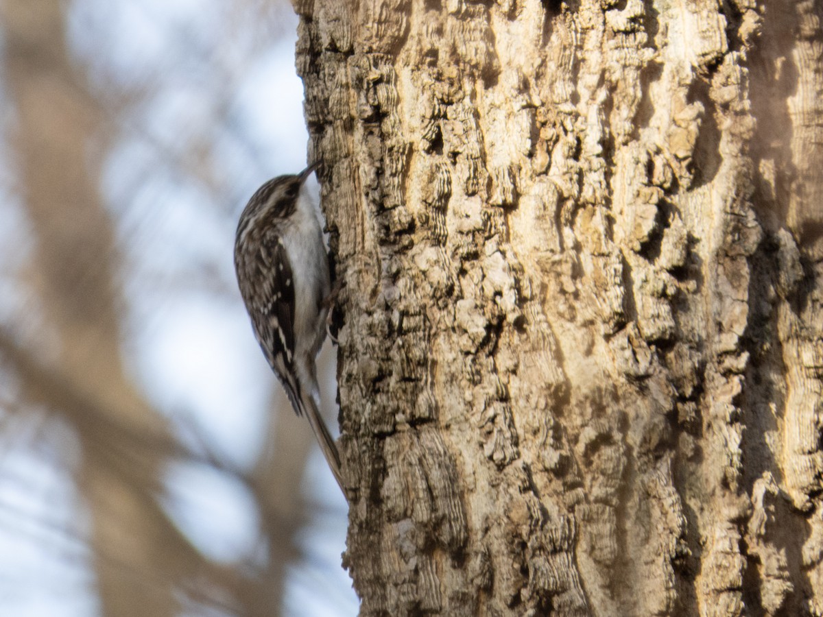Brown Creeper - ML628442407