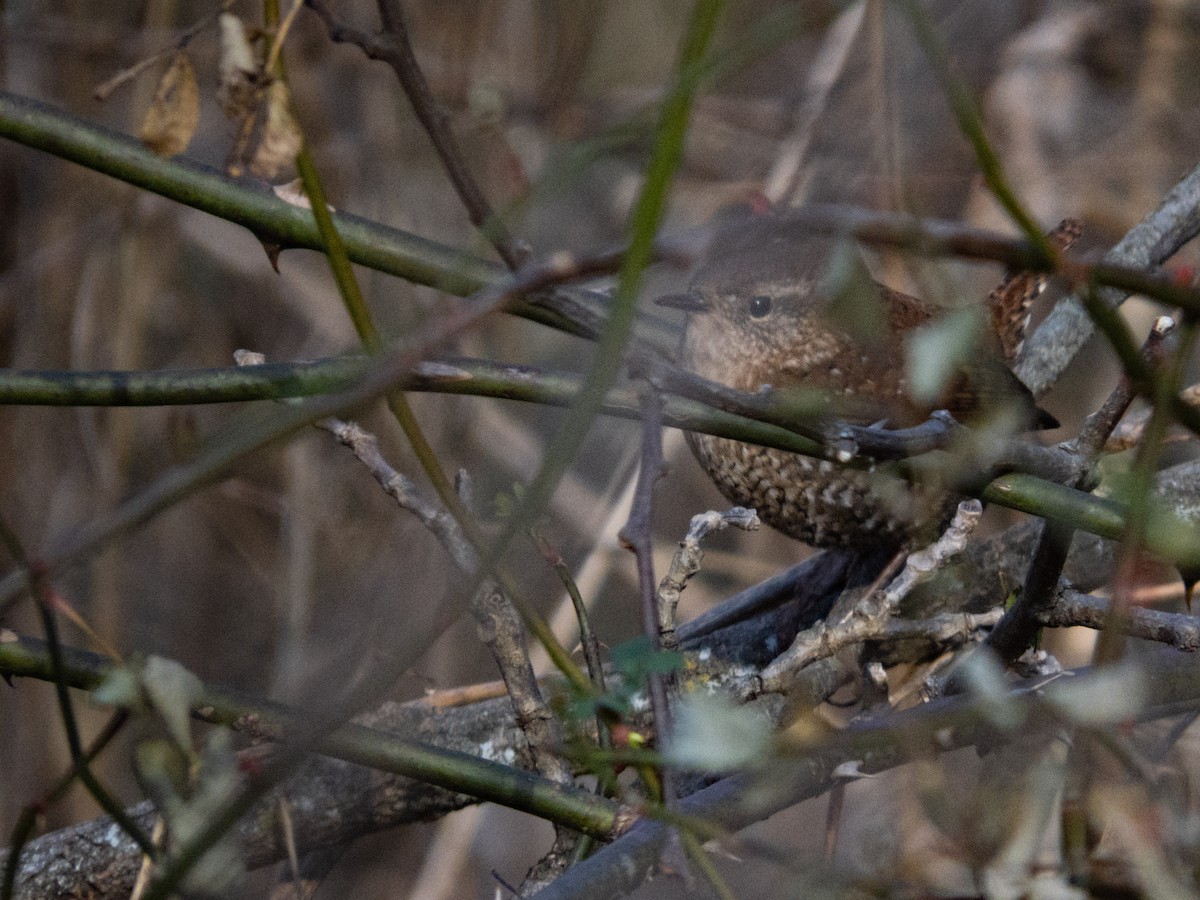 Winter Wren - ML628442430