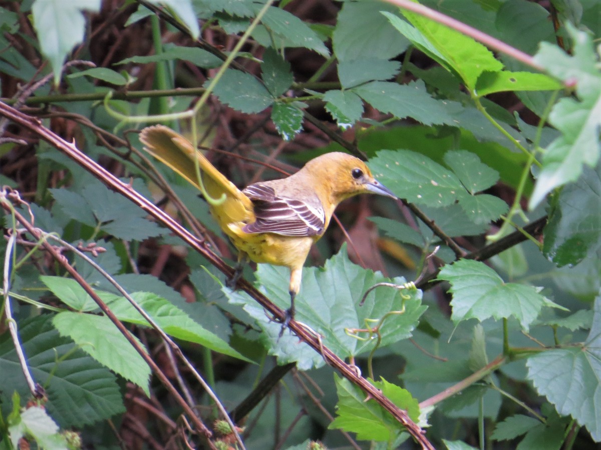 Orchard Oriole - ML628442495