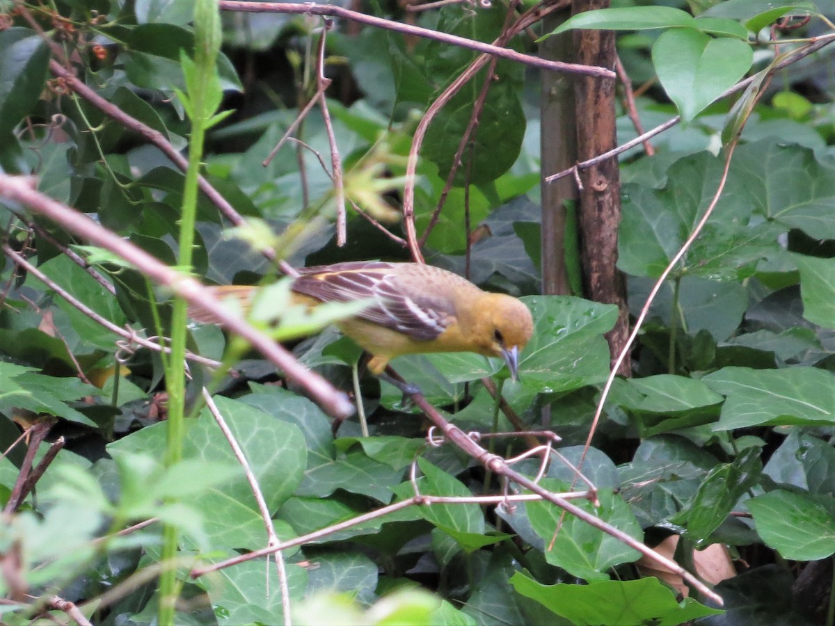 Orchard Oriole - ML628442500