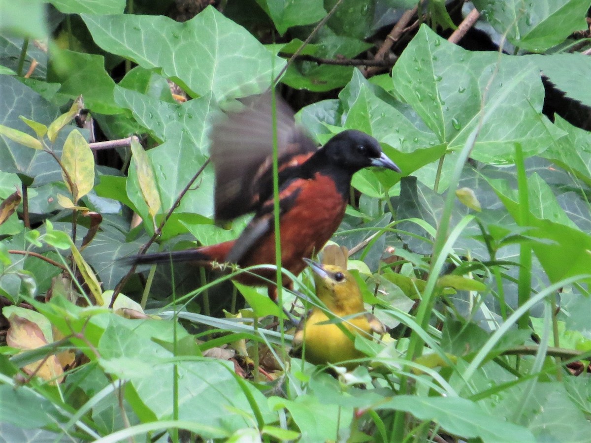 Orchard Oriole - ML628442507