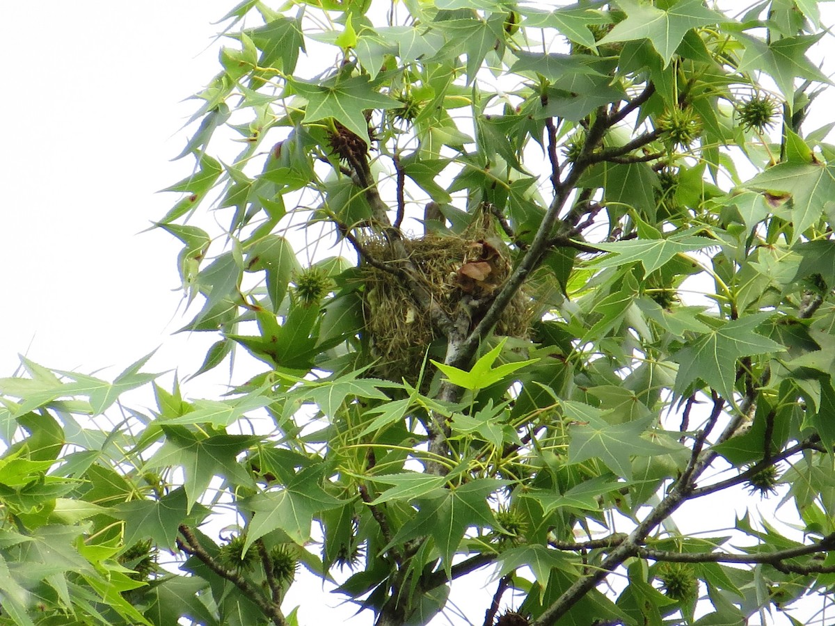 Orchard Oriole - ML628442553