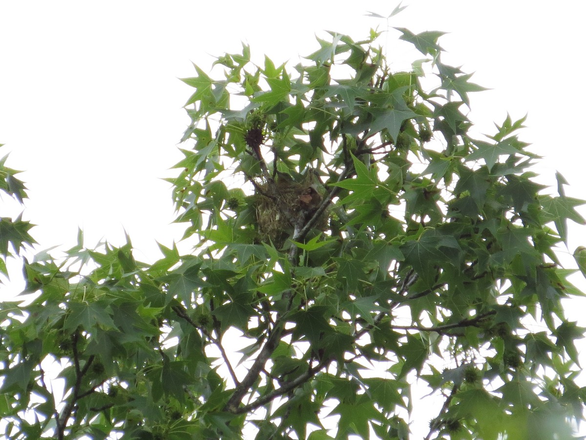 Orchard Oriole - ML628442559