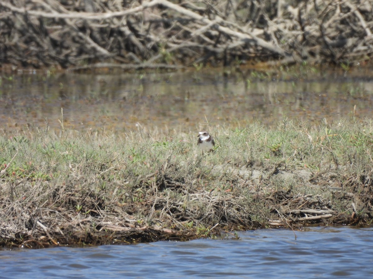 Semipalmated Plover - ML628442571