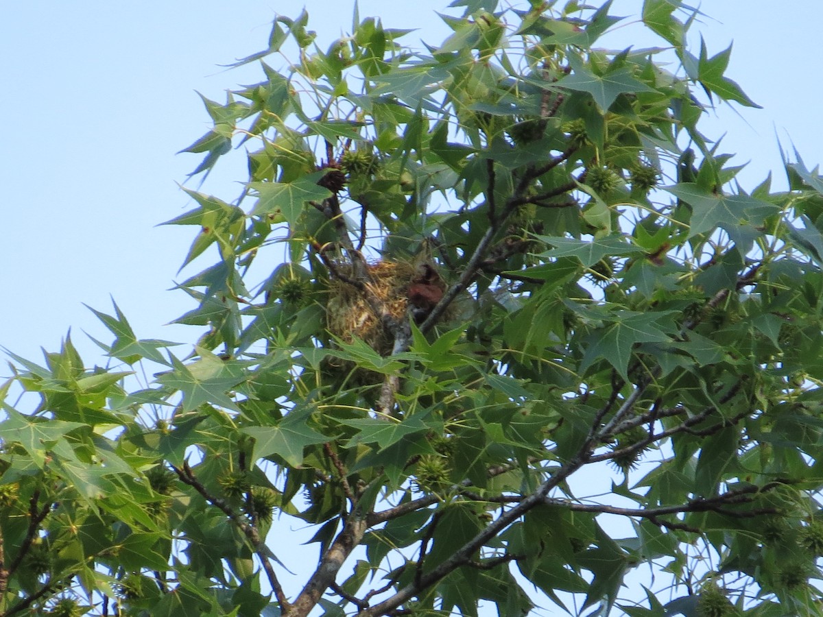 Orchard Oriole - ML628442577