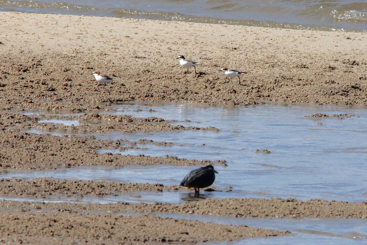 Striated Heron - ML628443179