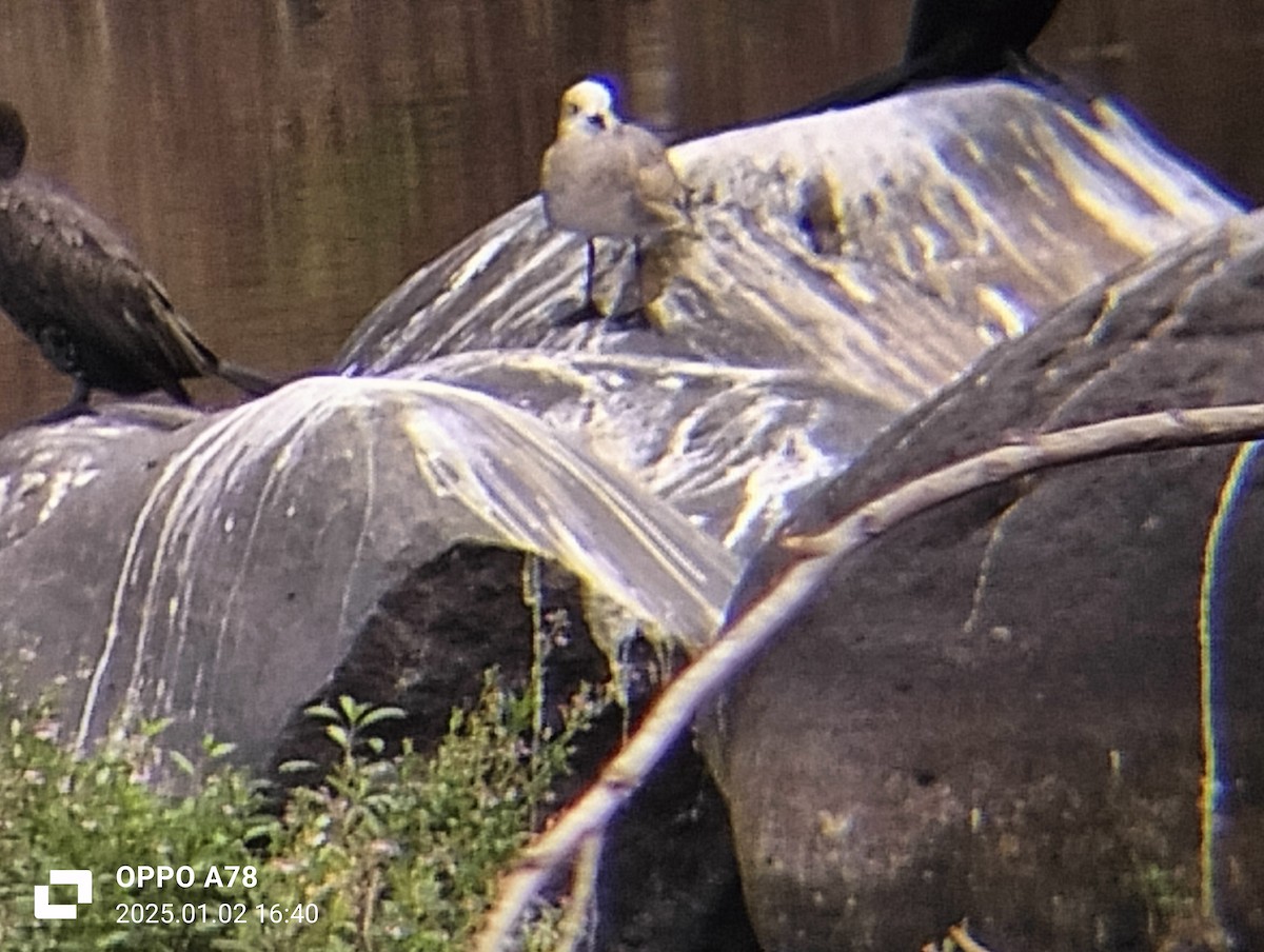 gull sp. - ML628443415