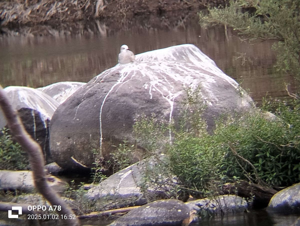 gull sp. - ML628443416