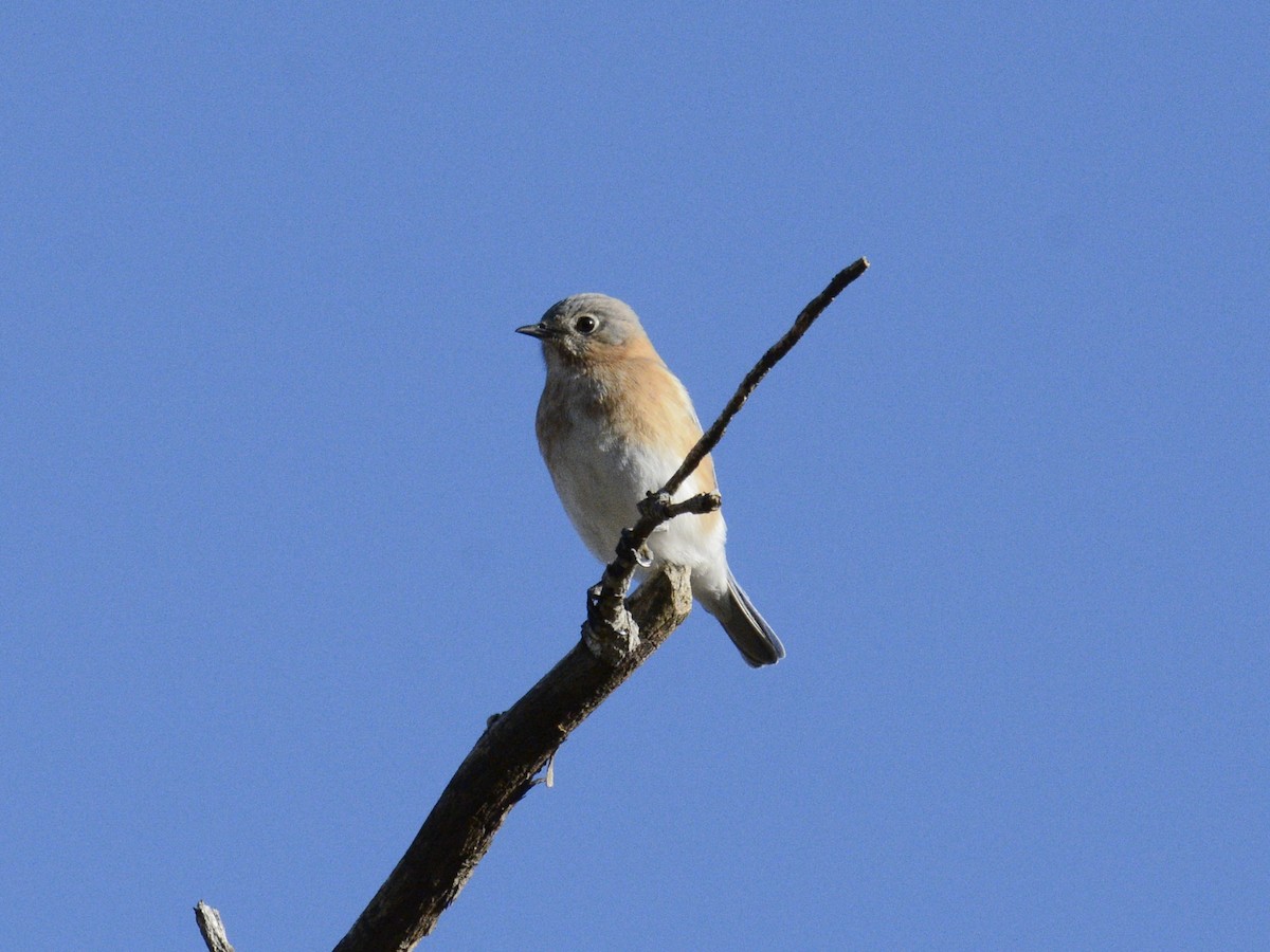 Eastern Bluebird (Eastern) - ML628443664