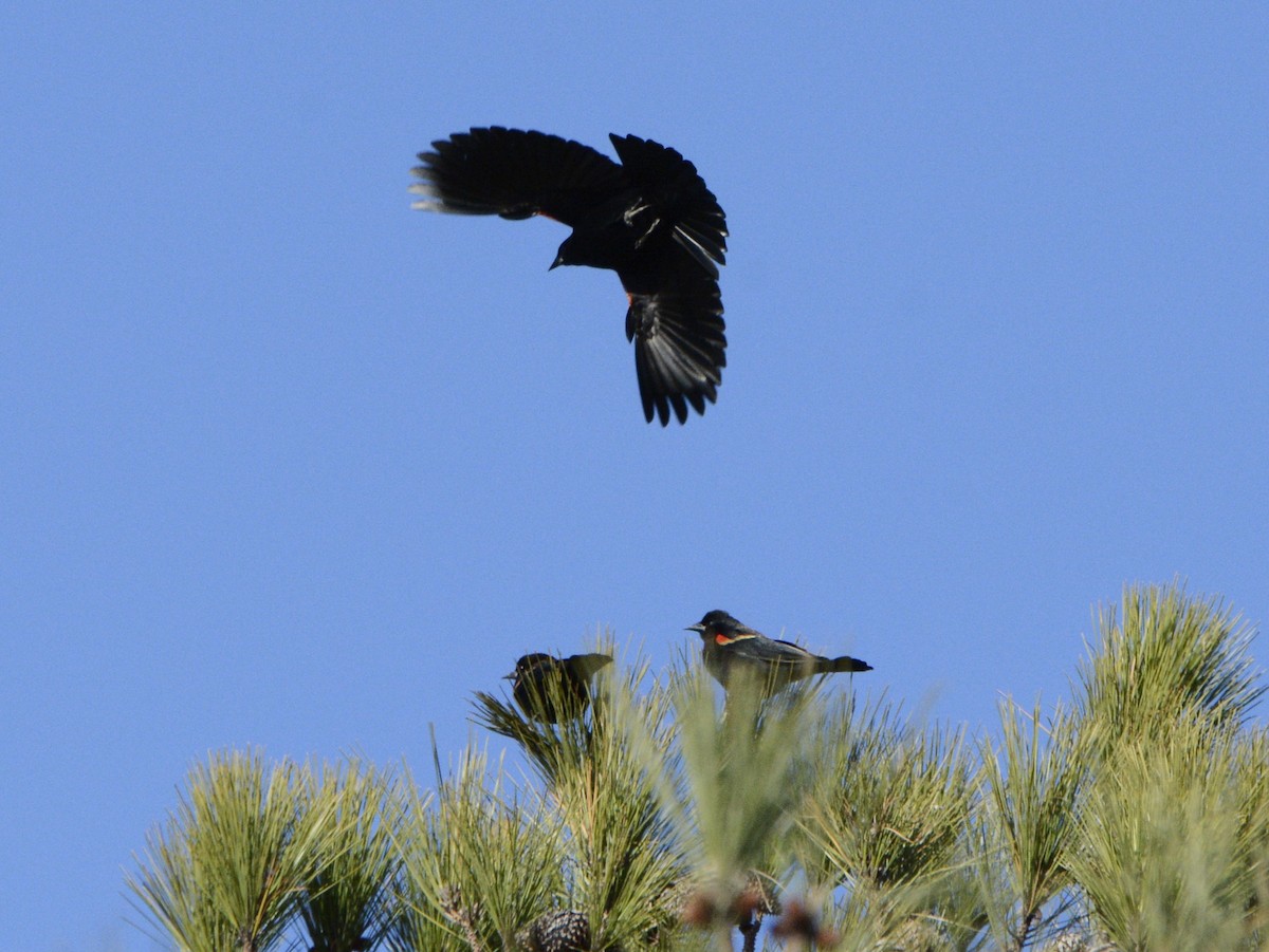 Red-winged Blackbird (Red-winged) - ML628443677