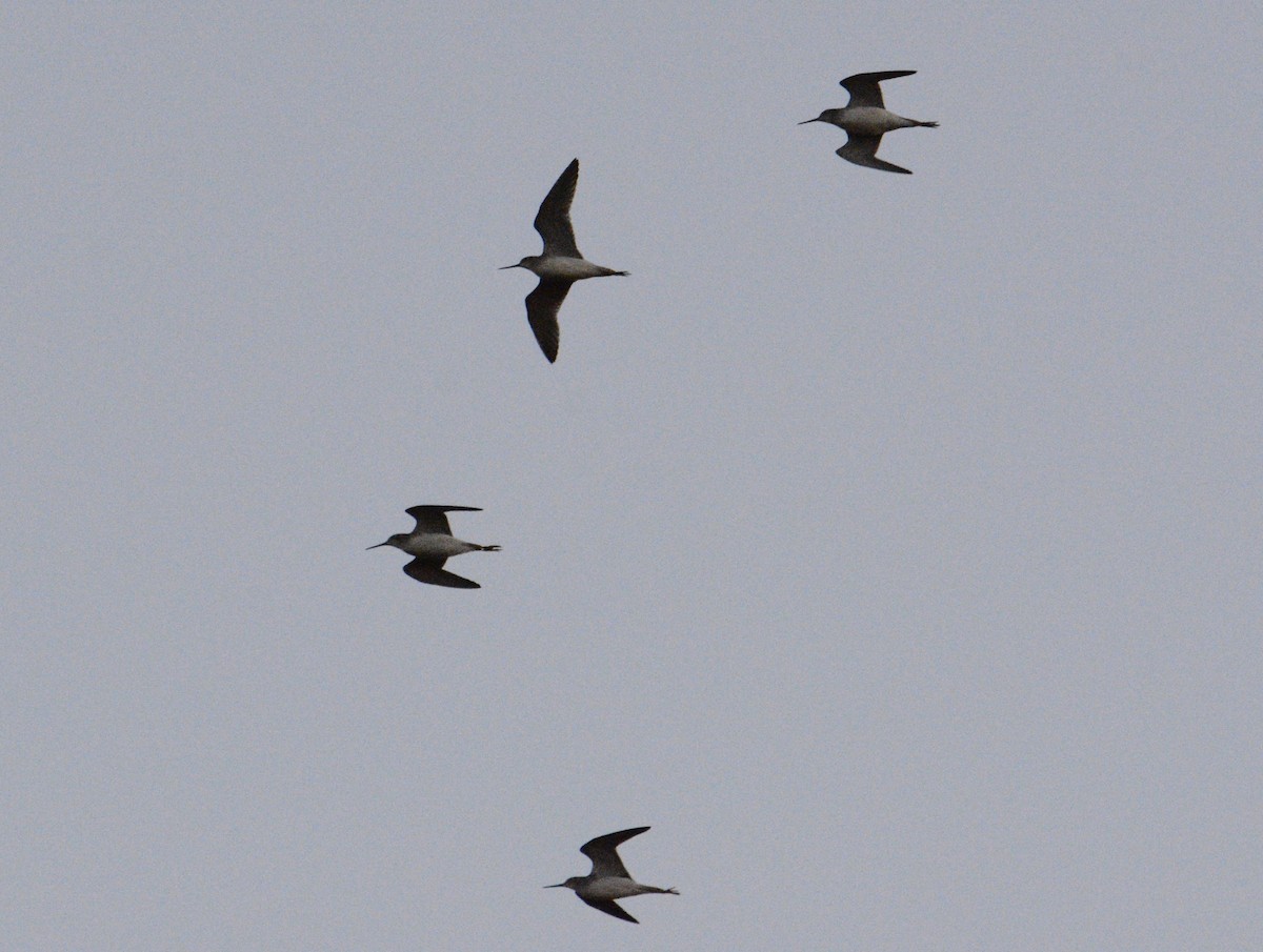 Greater Yellowlegs - ML628443746