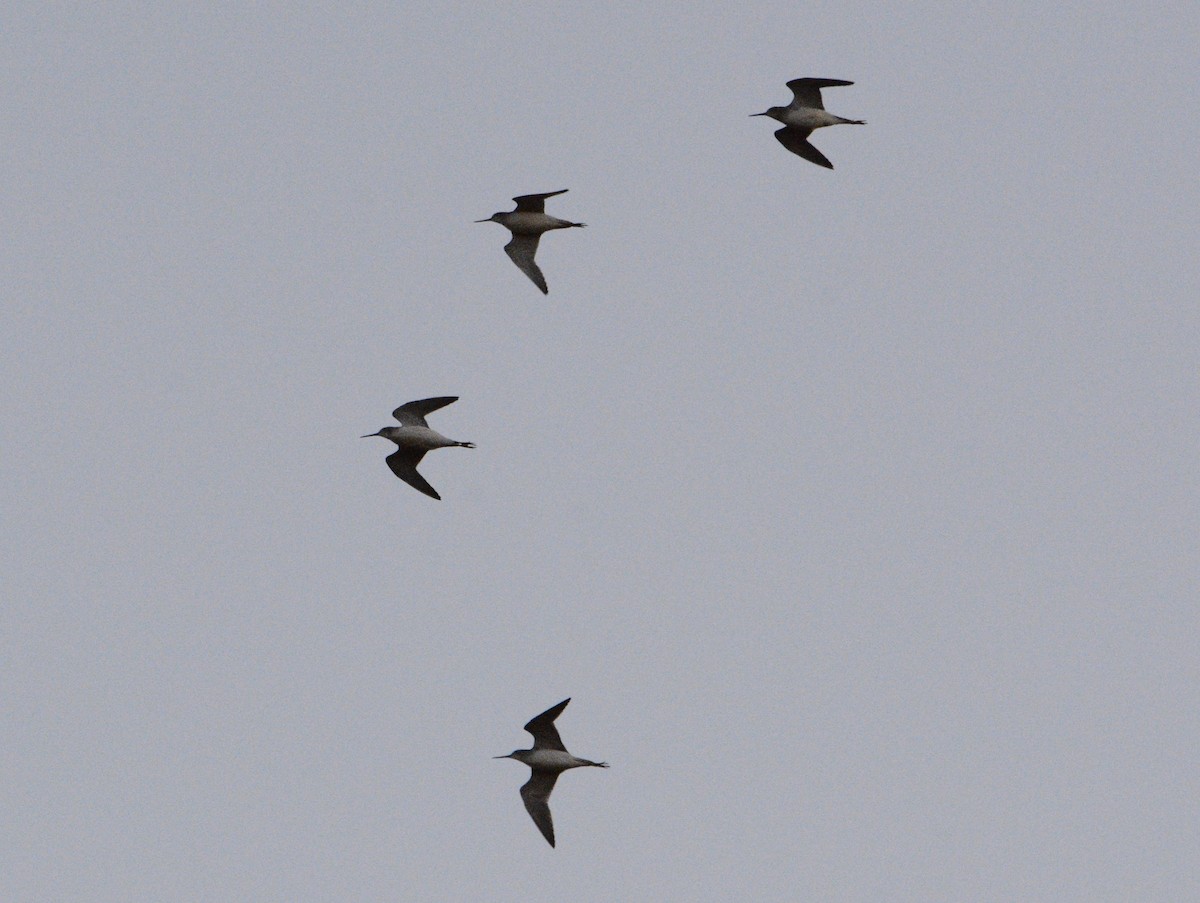 Greater Yellowlegs - ML628443747