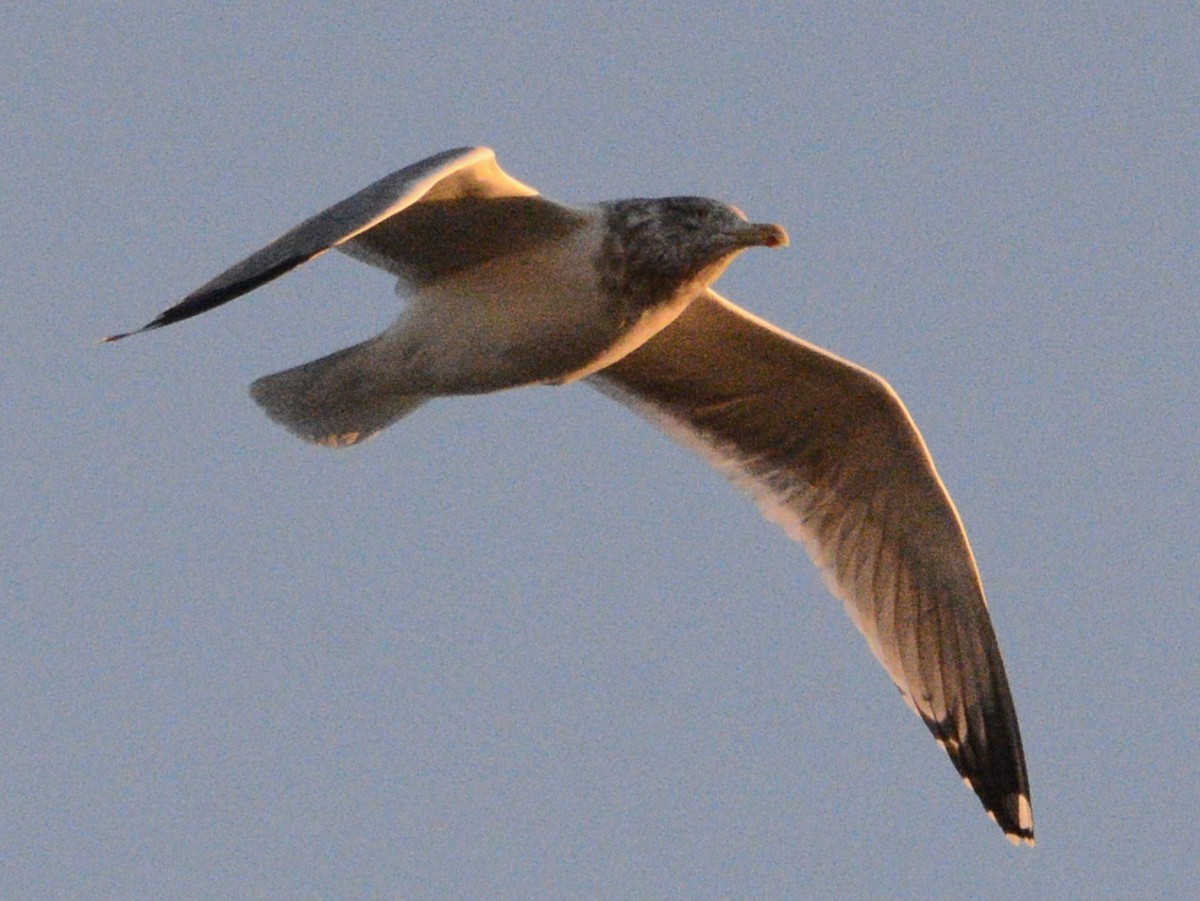 American Herring Gull - ML628443751