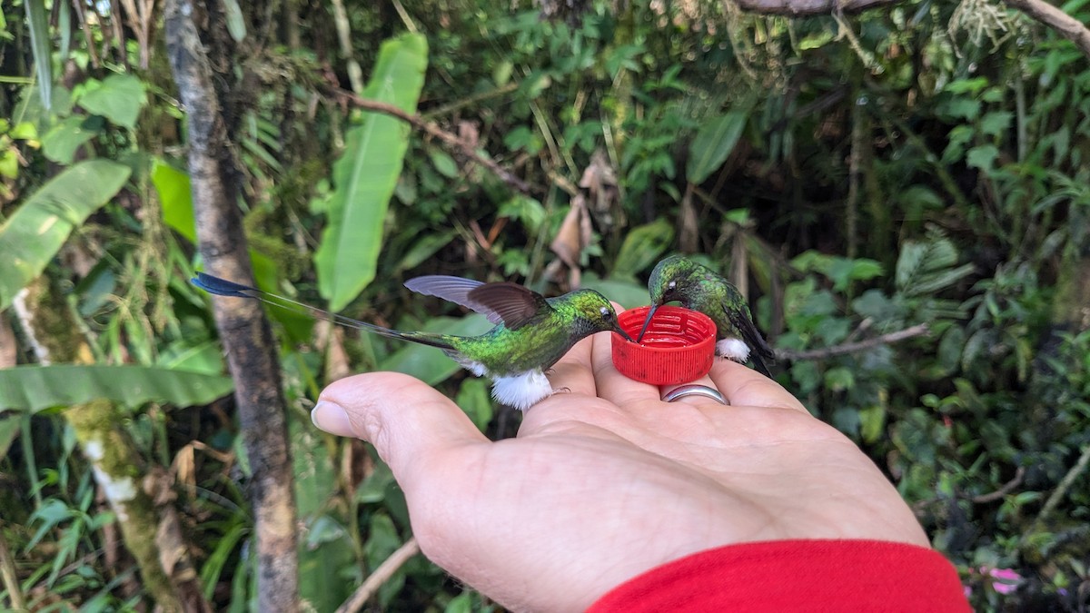 White-booted Racket-tail - ML628443935