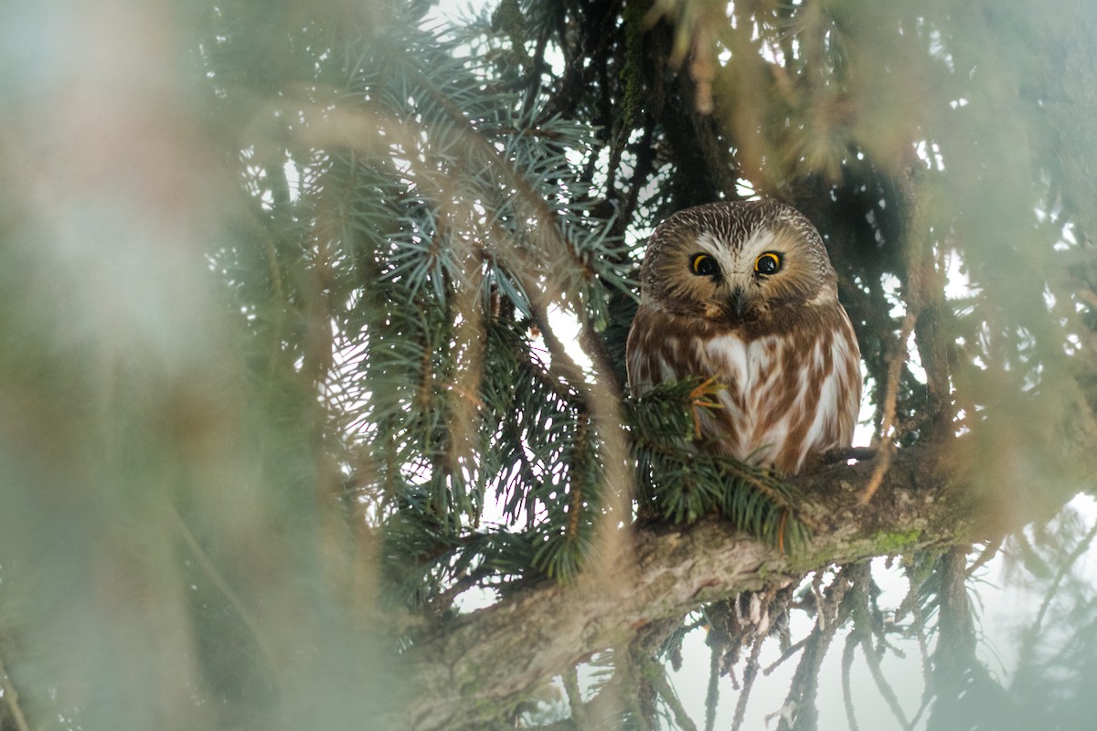 Northern Saw-whet Owl - ML628444158