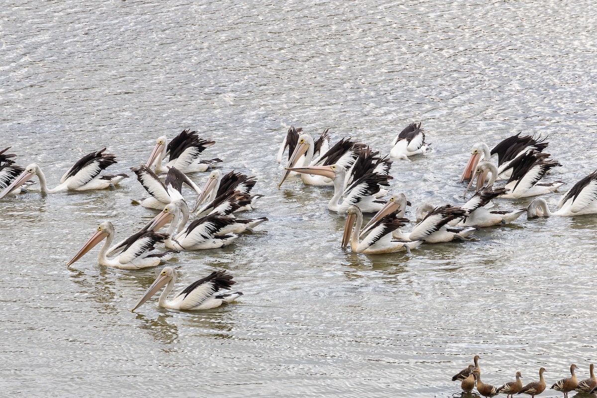 Australian Pelican - ML628444209