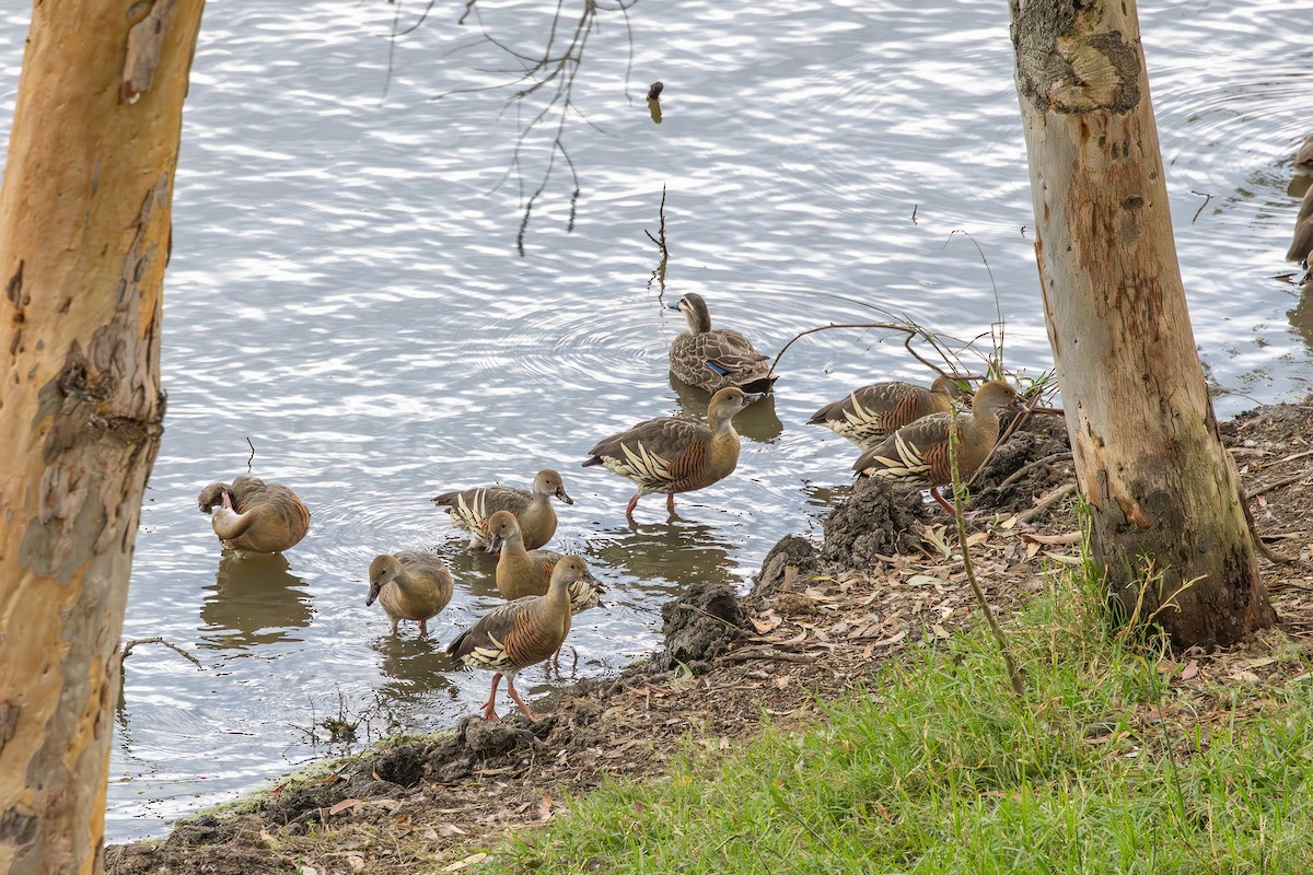 Plumed Whistling-Duck - ML628444227